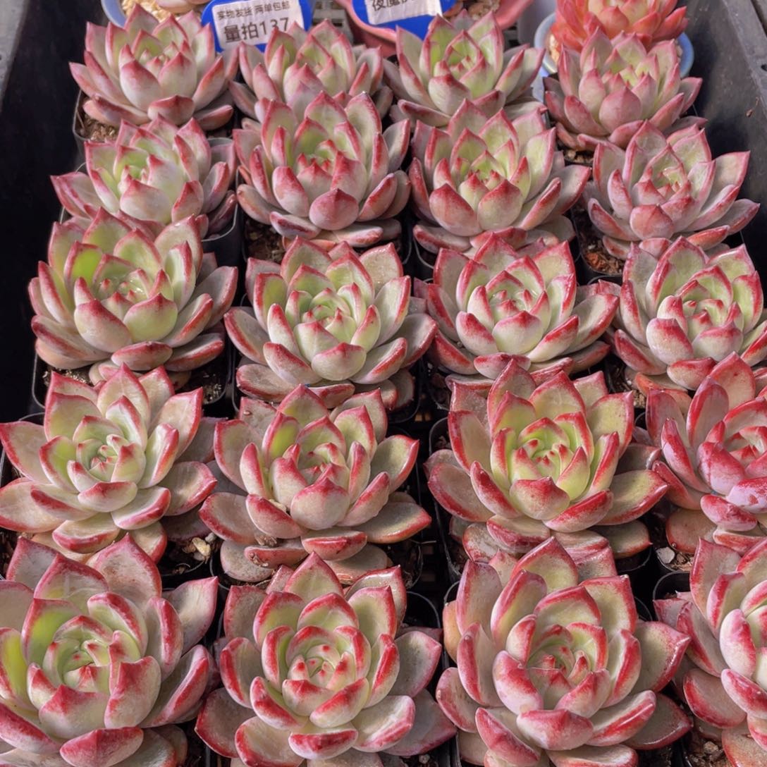 量拍137号 夜魔侠单头一个