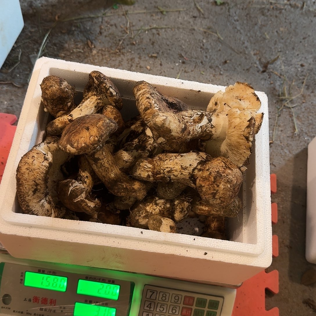 终***。完全开放亚英村新鲜松茸