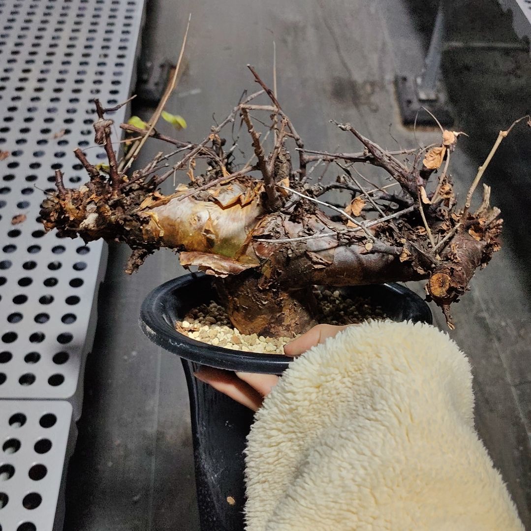 黑皮橄榄勃然恩斯