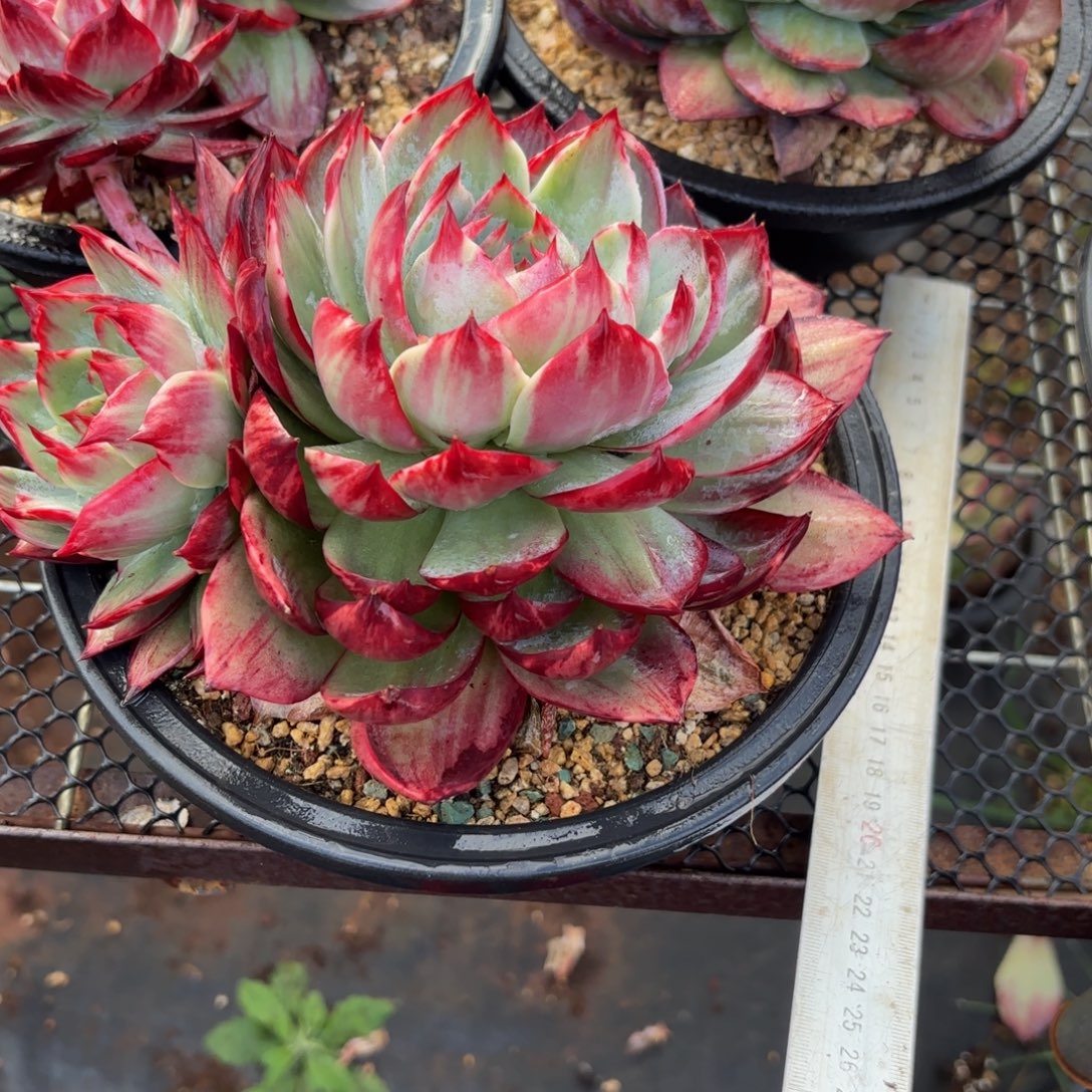 燕***哈哈哈宝贝宝贝宝贝宝贝吧