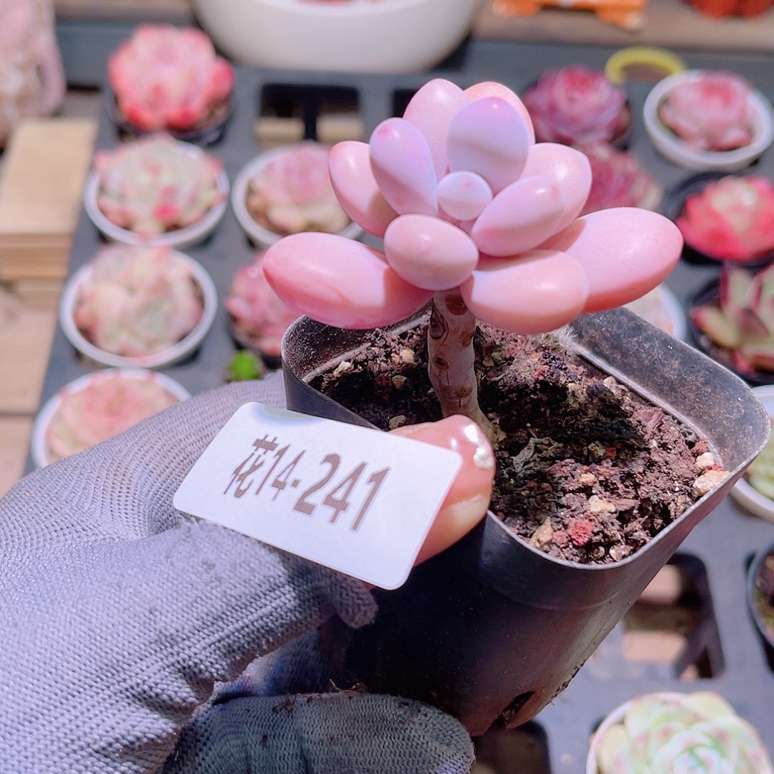 花14-241桃蛋单头