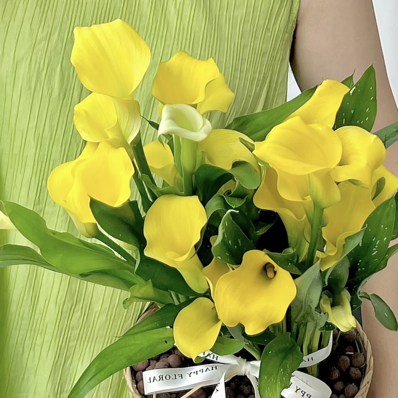 三亚马蹄莲盆栽多年生带花苞发货室内散光养护