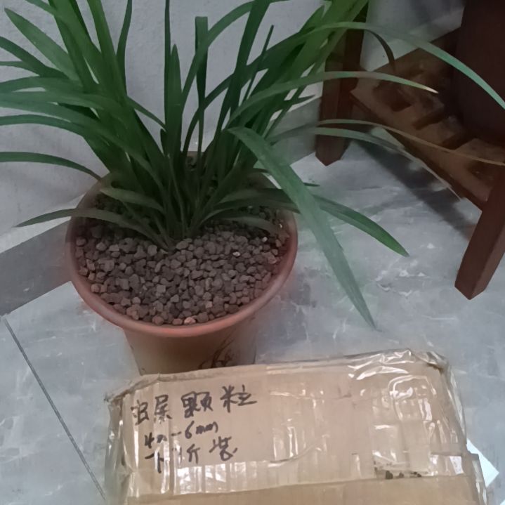 其****兰菌颗粒虫屎6.6斤