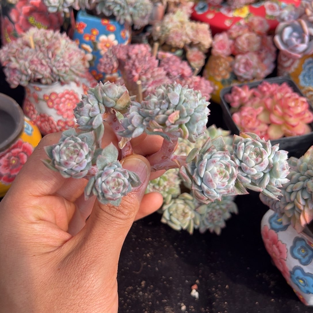 新年快乐 新年快乐
