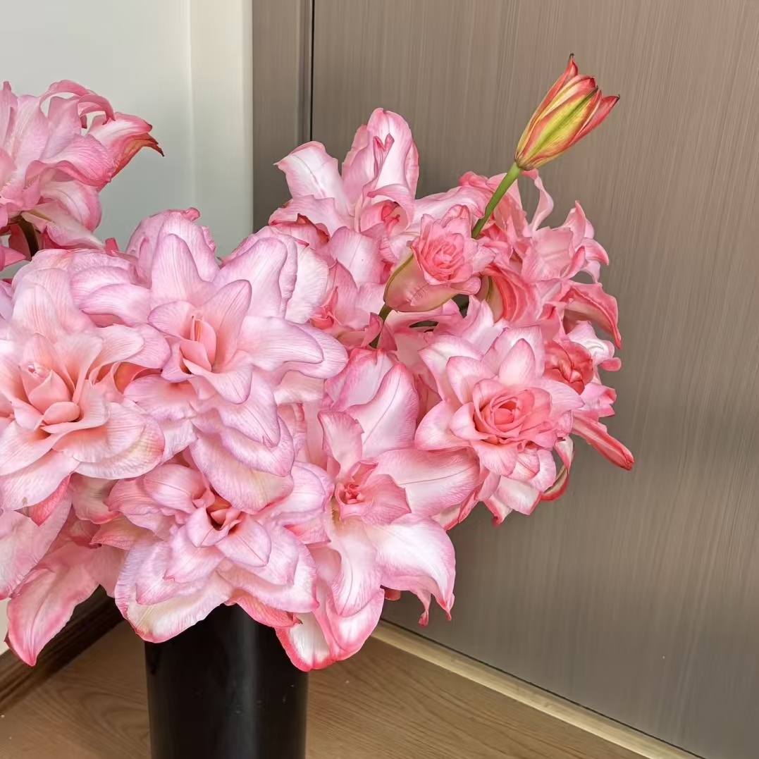 吉祥如意 重瓣百合一单不售后两单发顺丰