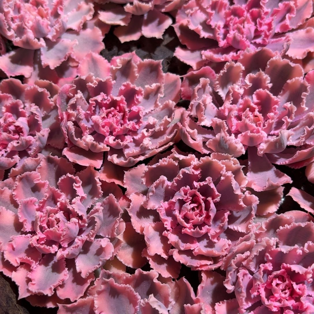 晚霞之舞多肉植物