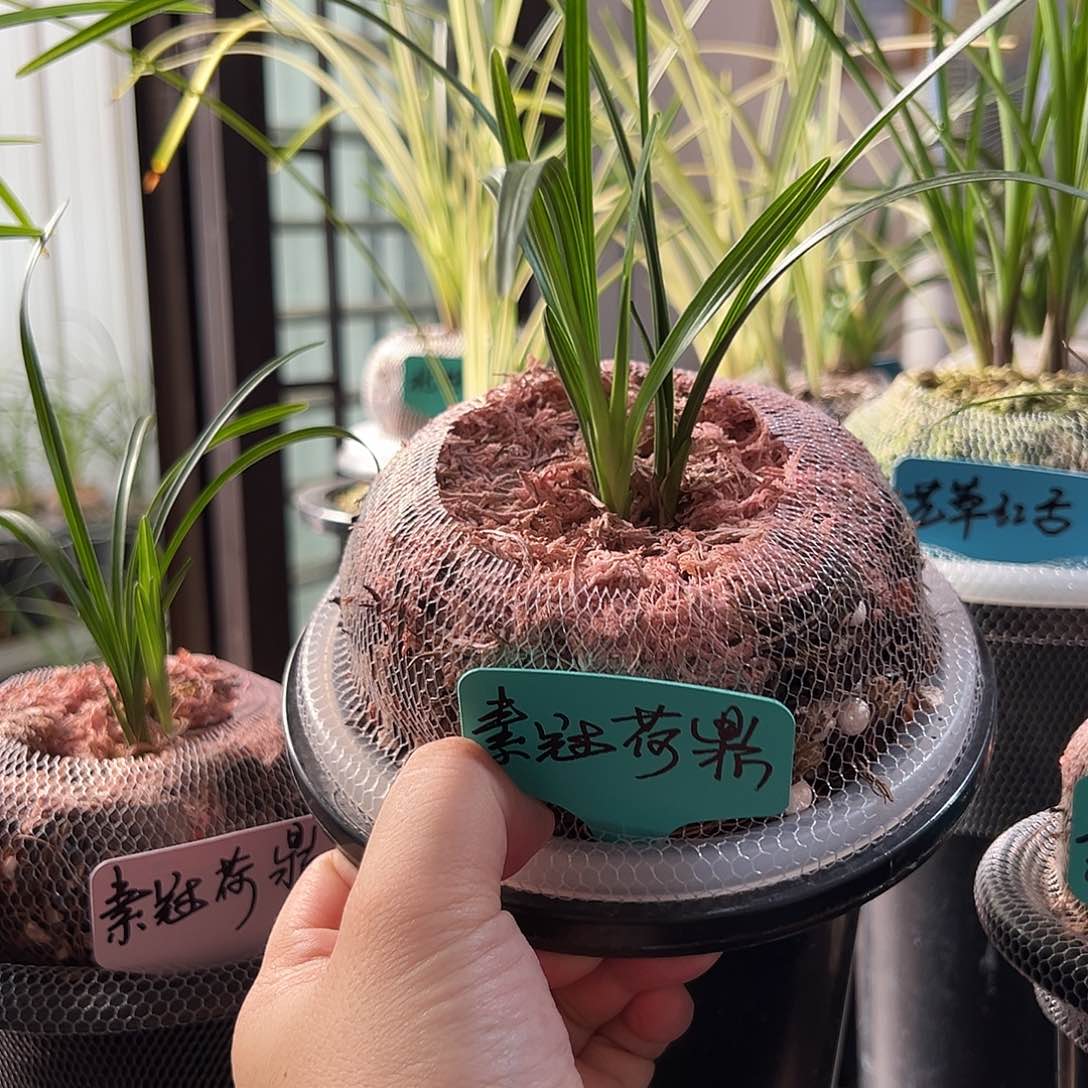 完全开放莲瓣兰、素冠荷鼎