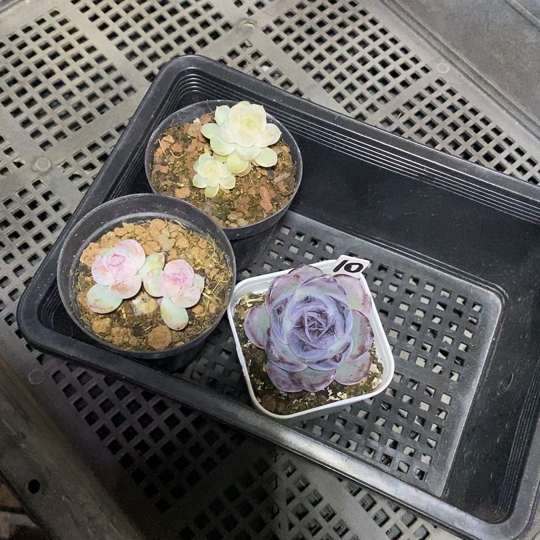 形***.10号一筐3颗多肉植物