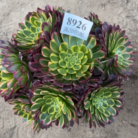 朝霞多肉多肉8926