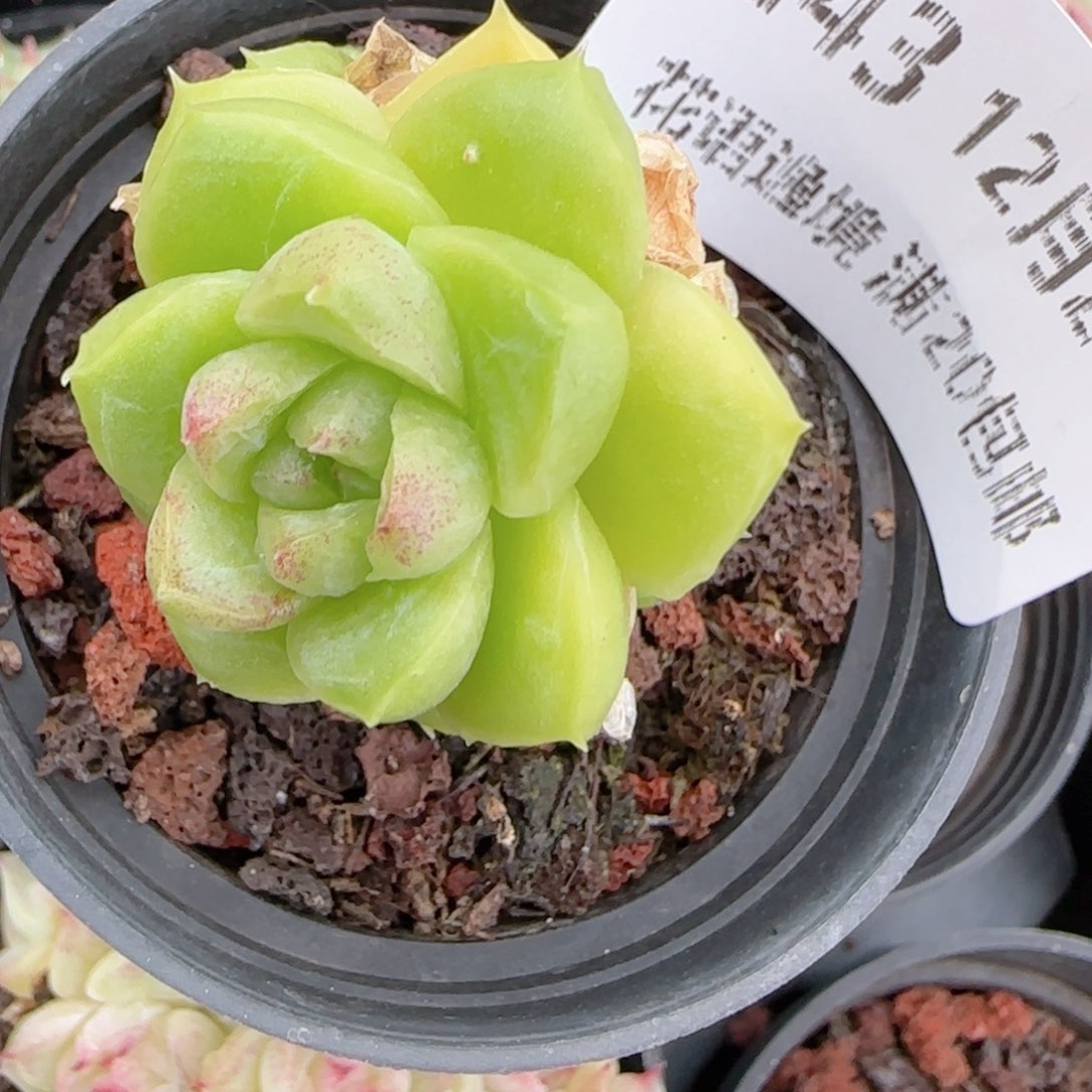 碧***青花语多肉1225-243