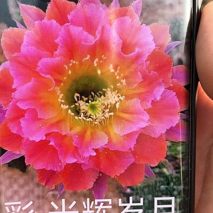 彩 光辉岁月/侧芽歪20包邮