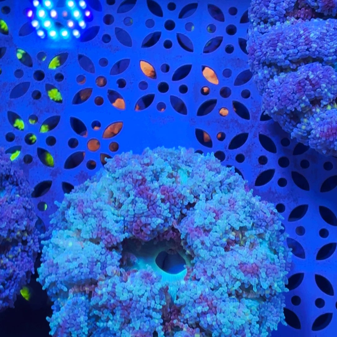 戈***瑞纽扣珊瑚响尾蛇地毯