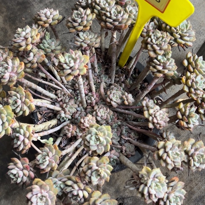 爱***人粉布偶多肉植物068