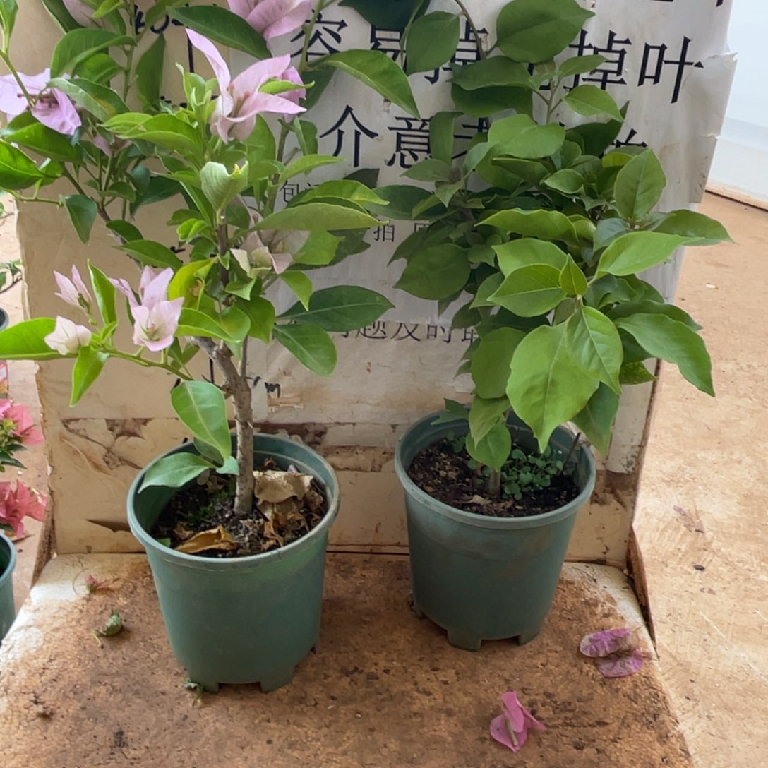 当前无花栽培后可以开花1-2228