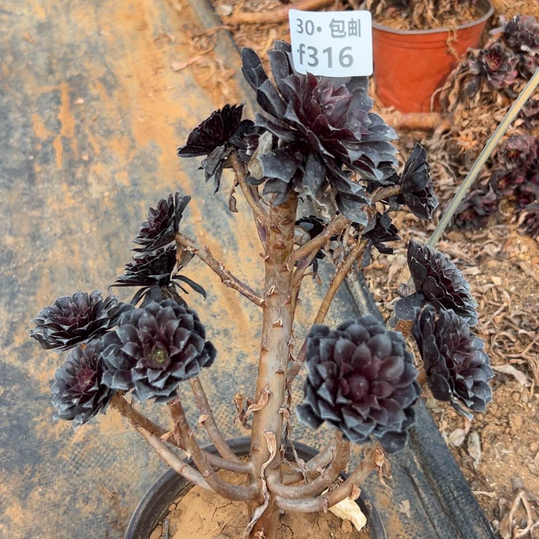 316黑铜多肉法师