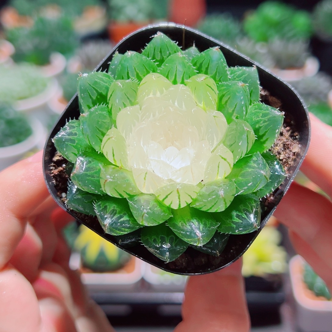 宝莲灯玉露多肉多肉多肉