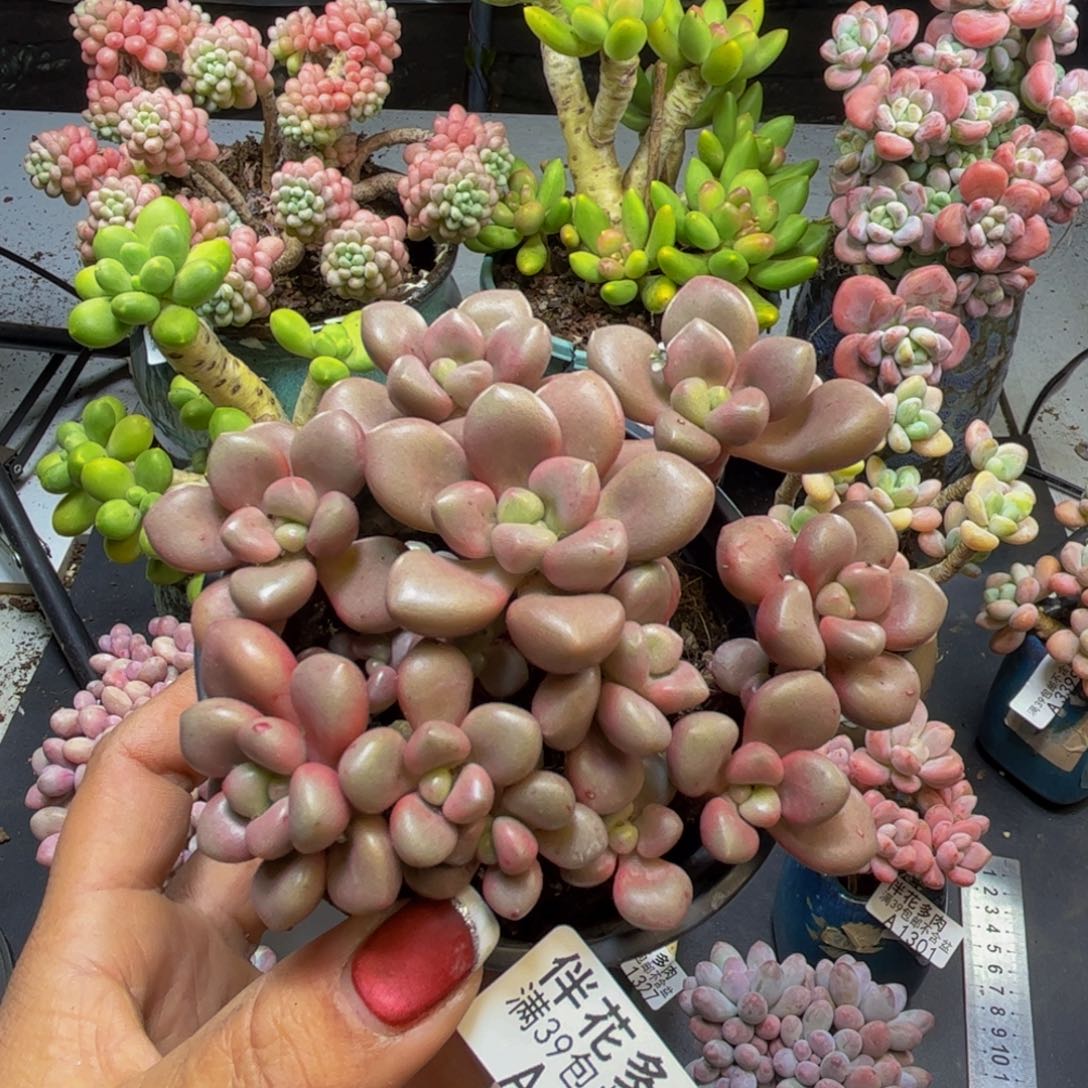 先锋派1332/9cm多肉