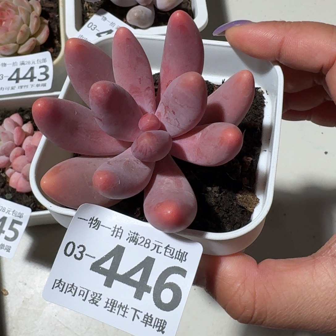 红手指无盆土发货无