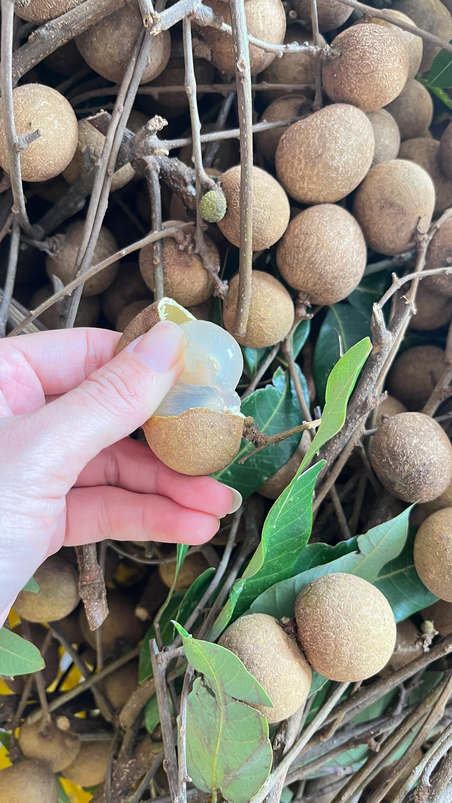 广东信宜大成北梭储良龙眼=