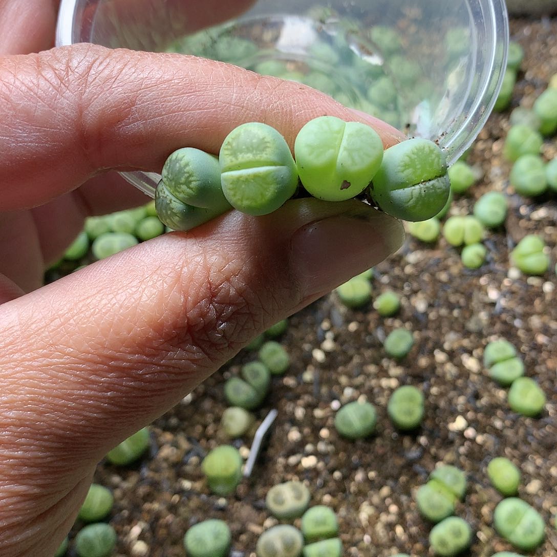 多****E71多肉植物保护