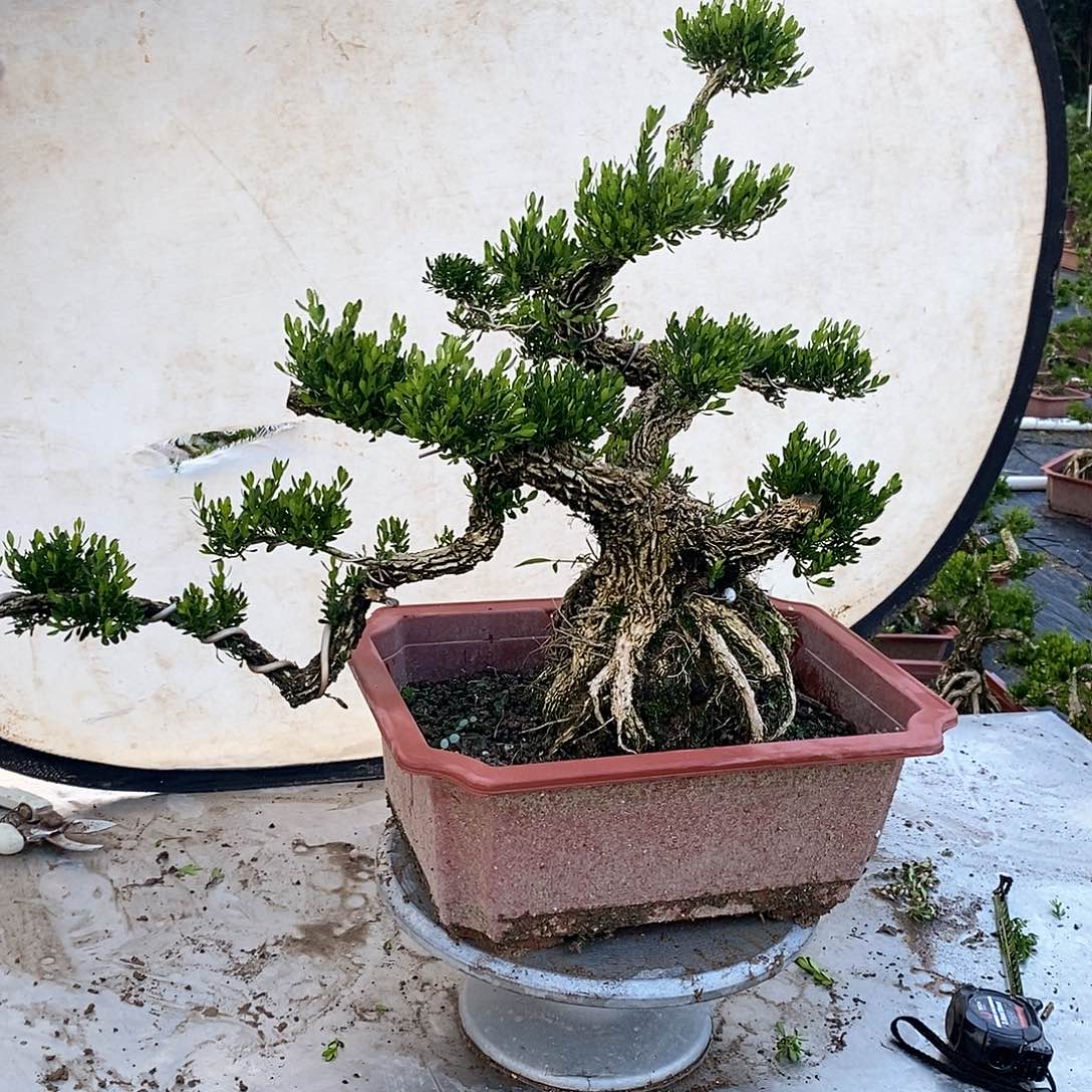 无花朵H****123456