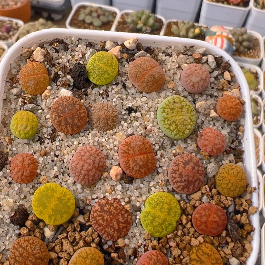 125多肉植物百科知识