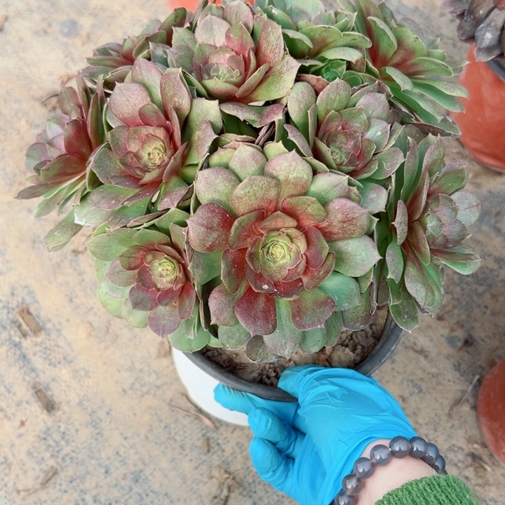 538万圣节多肉植物