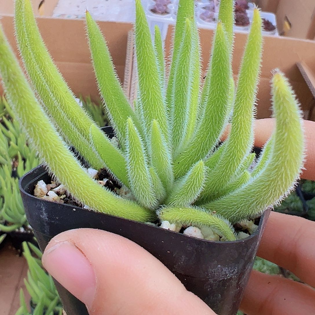 银狐19包邮拓土发货