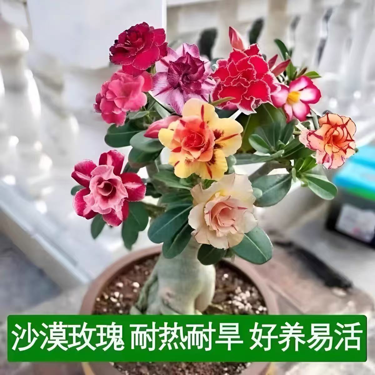 带花苞【沙漠玫瑰】十二年苗原盆原土室内外耐旱好养易活带肥绿植