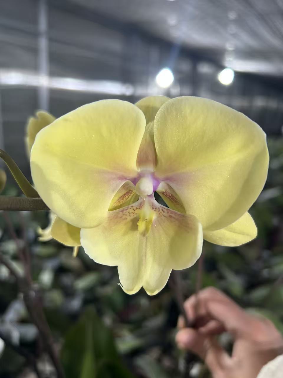 蝴蝶兰 大吉大利 带花带花苞