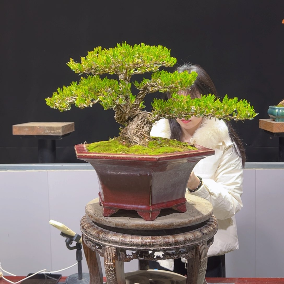 四季常青老桩黄杨盆景