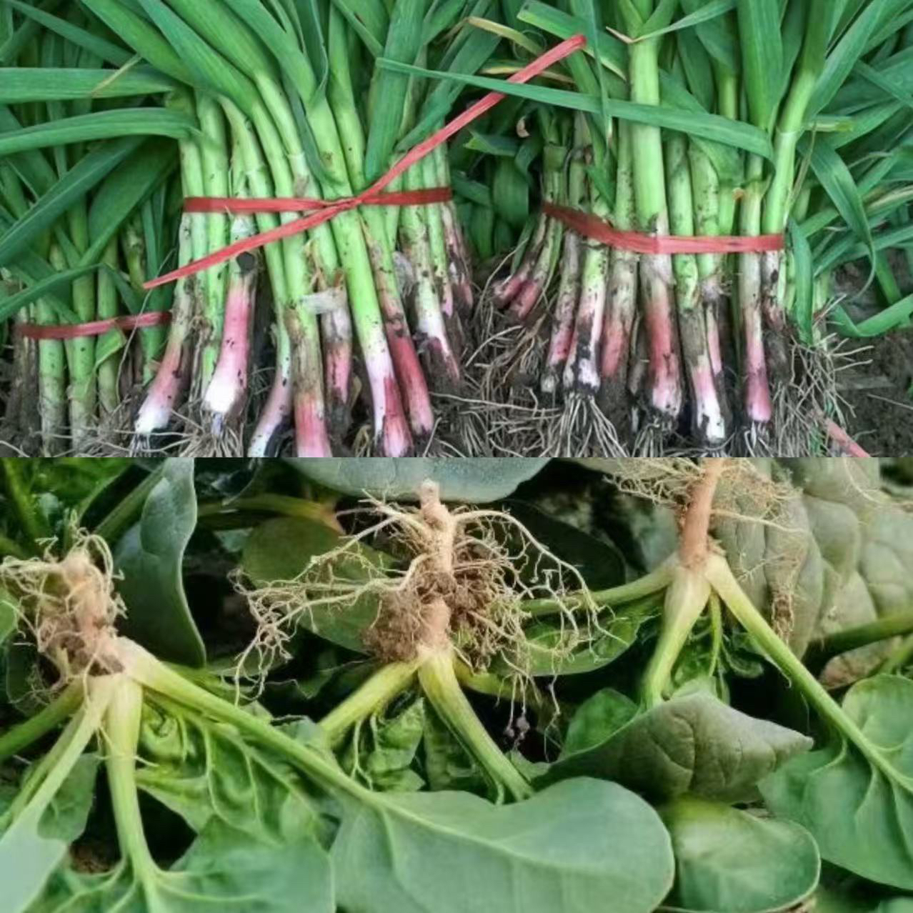 【组合装】红根蒜苗搭配趴地菠菜共计5斤装