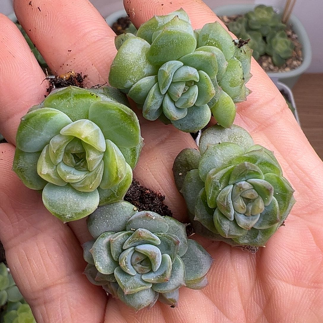 四颗风花雪月。    下播福利