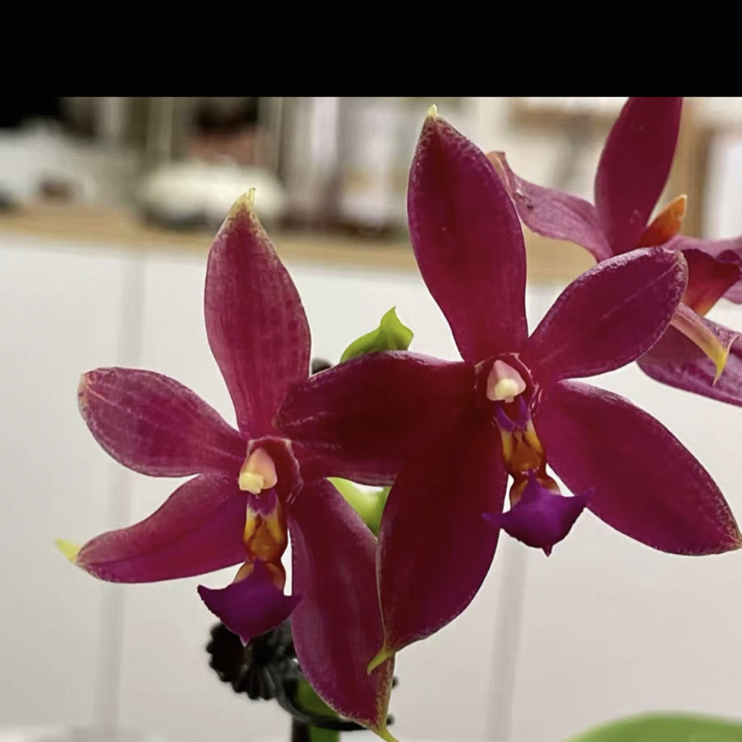 蝴蝶兰瑕疵苗【鹿角交印地狗】1.7寸杯宝宝苗嫌小勿拍