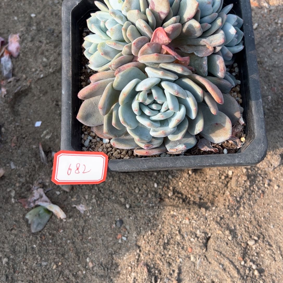 铭*?682多肉多肉多肉多肉多肉