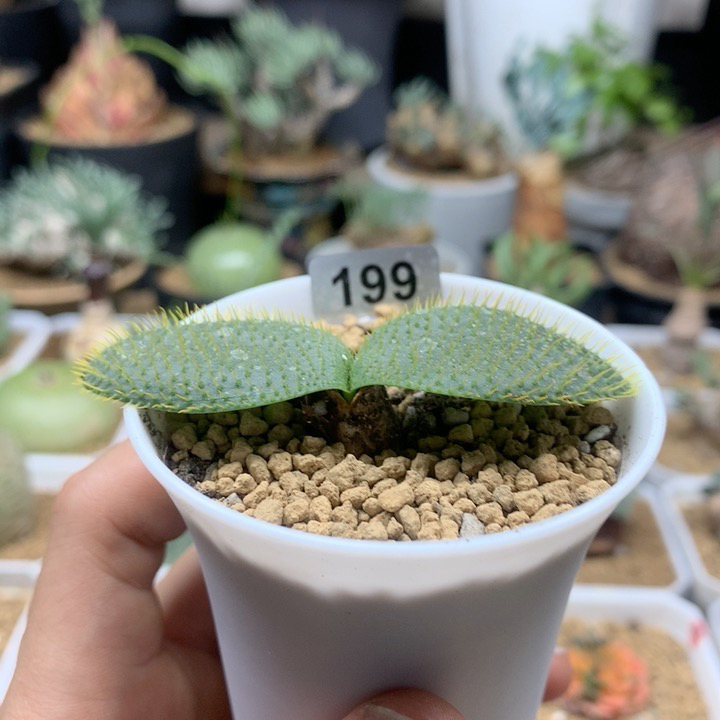 刺叶灯台百合带盆199