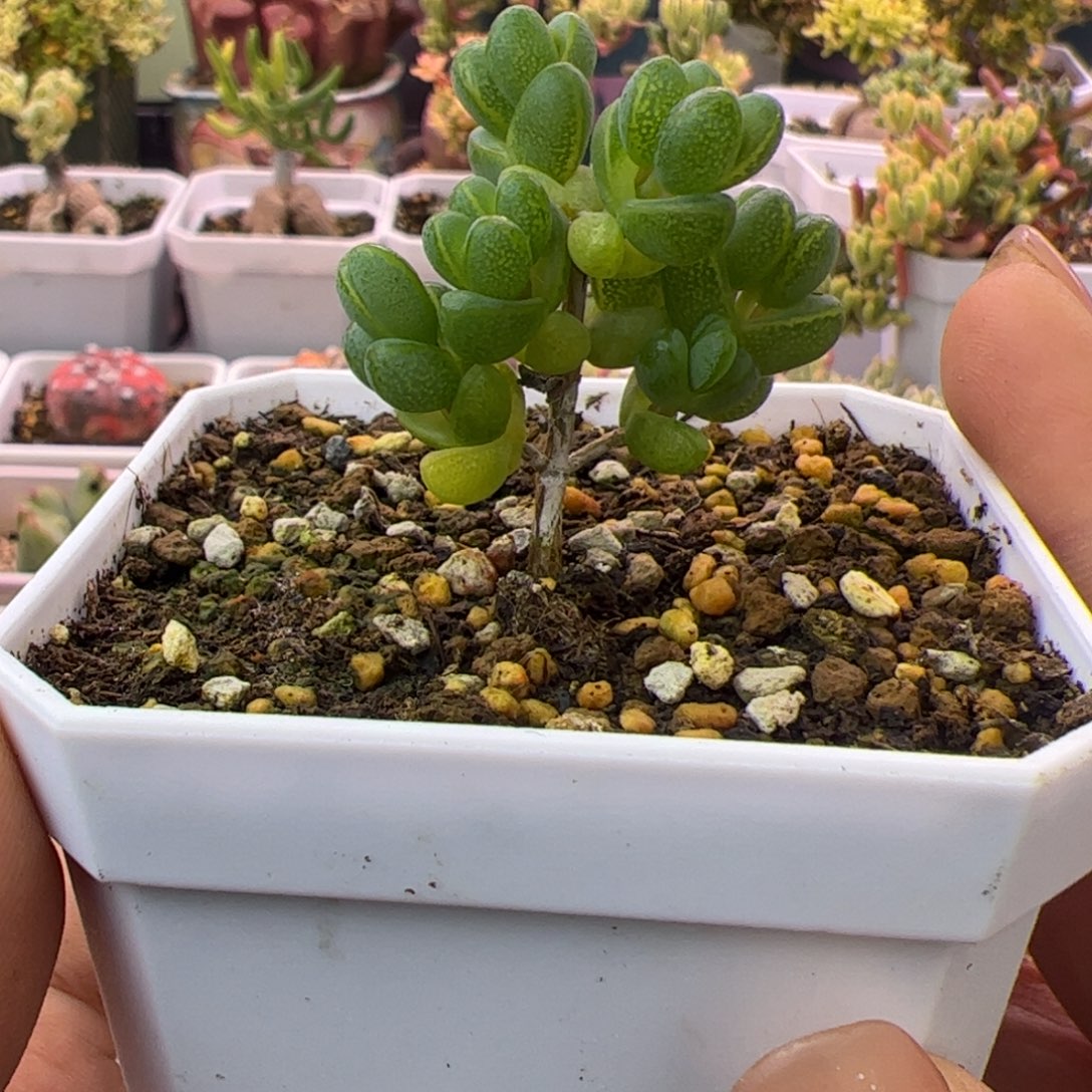 05多肉植物枝干元宝