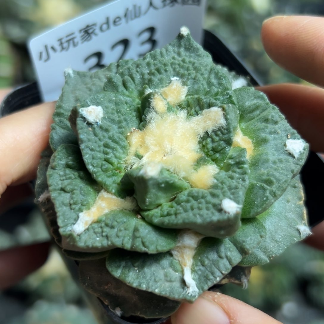 323脱土带根发货