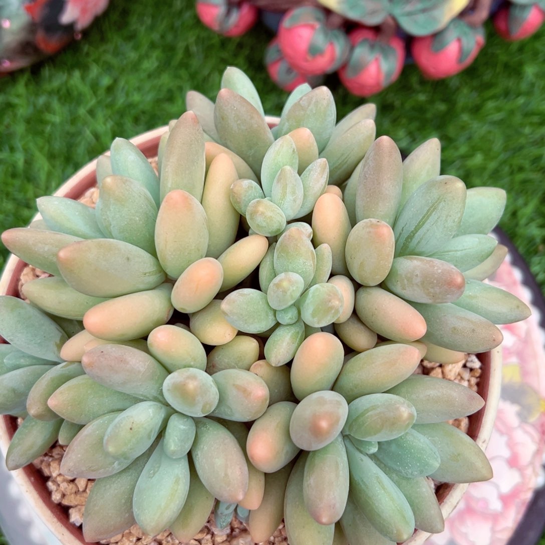 一***⁹白兰地小群生发货