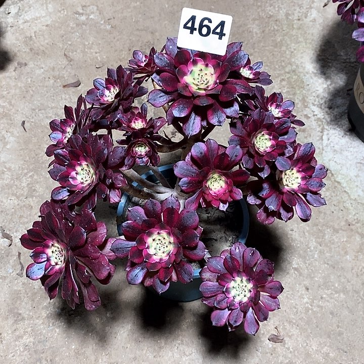 法师植物一物一拍123456