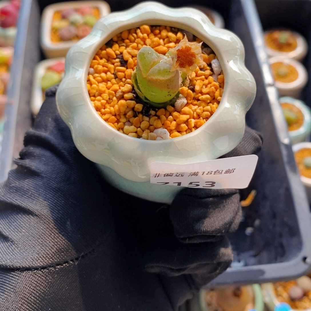 7153--一物一拍 带盆 极窗