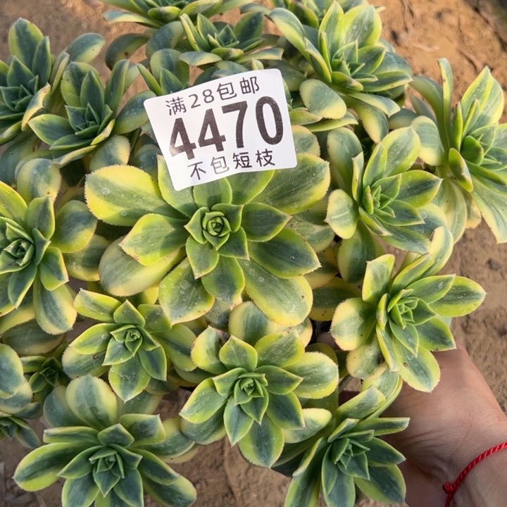 4470多肉植物法师星报