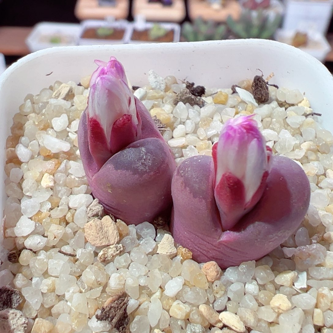 213-608多肉红大内