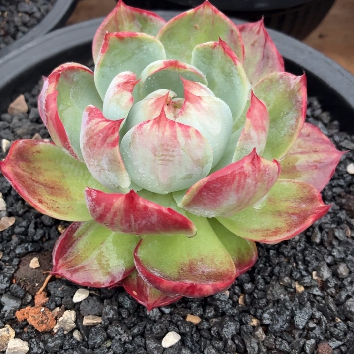 开播福利惊鸿仙子