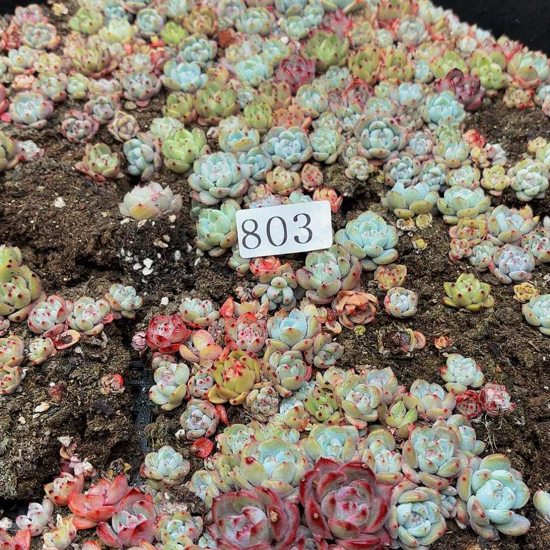 多肉植物多肉植物803