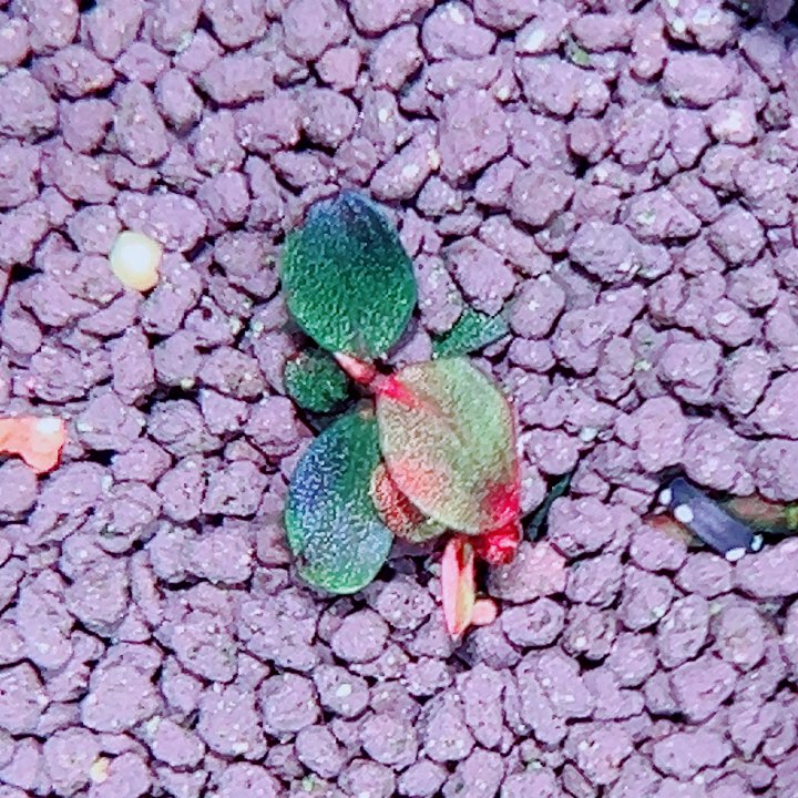 福利9号福利价植物一头（1号缸 