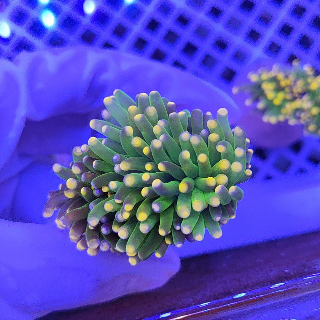 智海海洋珊瑚馆 竞拍链接