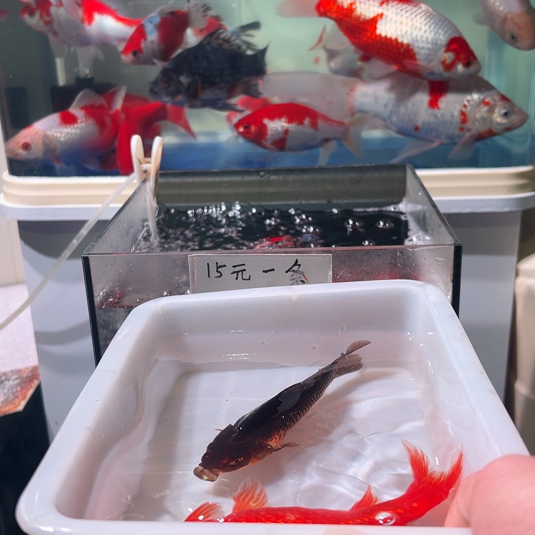 摄***湿海水观赏鱼福利多多啊