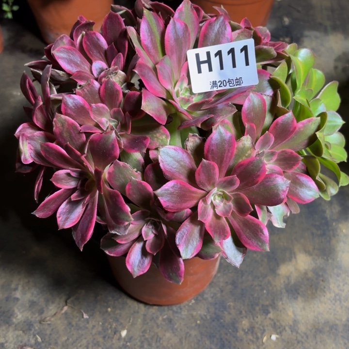 瑞妈，。。。？？111浣纱