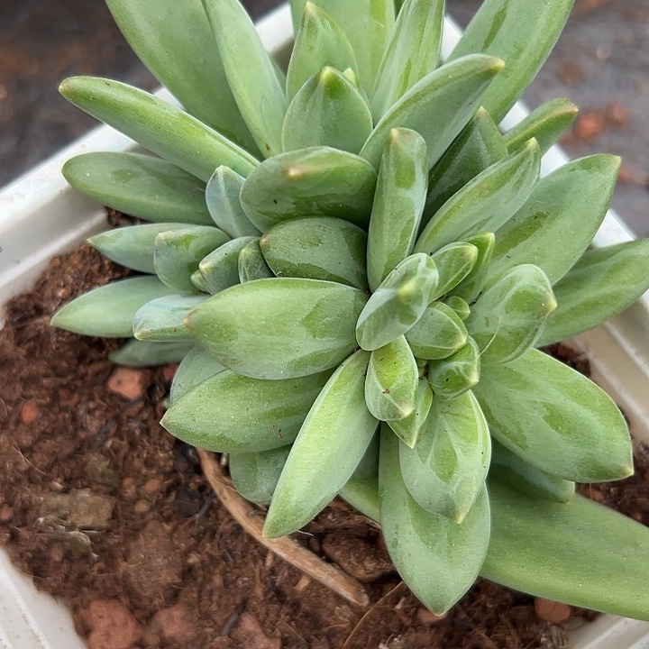 莱万特缀美人一物一拍